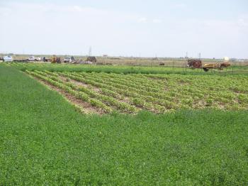 Image of Cotton Field Surrounded by Alfalfa