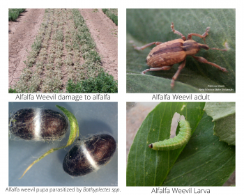 Image of alfalfa weevil damage, adult, bathyplectes cocoons and alfalfa weevil larva