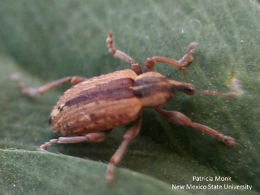 Image of Alfafa Weevil Adult