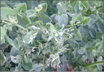 Image of Alfalfa weevil damage and larvae