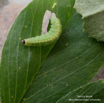 Image of an alfalfa weevil larva