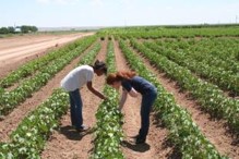 GIRLS LOOKING AT COTTON