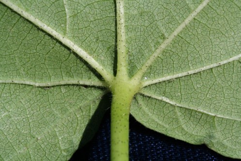 Image of a glanded cotton leaf