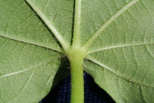 Image of a glandless cotton leaf