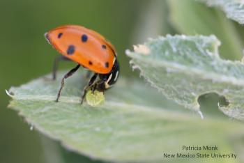 Image of Adult ladybug feeding on an alfalfa weevil larva 