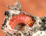 Pink bollworm larva inside a cotton boll