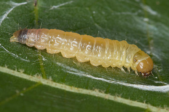 Image of Pecan Budmoth Larva