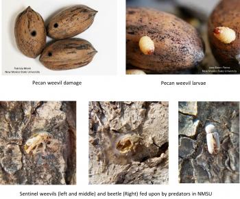 Image of pecan nuts with pecan weevil damage, pecan weevil larvae and sentinel beetles fed on by predators in pecan