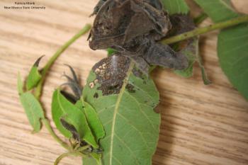 Image of pecan budmoth damage to pecan leaves